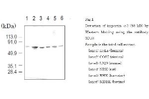 Western Blotting (WB) image for anti-Karyopherin (Importin) alpha 4 (KPNA4) (full length) antibody (ABIN2452037) (KPNA4 Antikörper  (full length))
