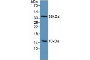 Western blot analysis of Mouse Sp2/0 Cells. (PLAUR Antikörper  (AA 13-114))
