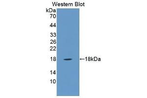 Western Blotting (WB) image for anti-Fibroblast Growth Factor 21 (FGF21) (AA 29-209) antibody (ABIN2118555)