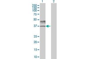 Western Blot analysis of BSG expression in transfected 293T cell line by BSG MaxPab polyclonal antibody.