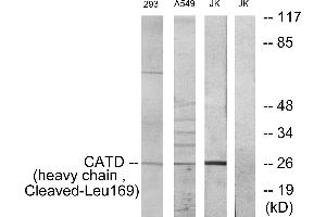 Western blot analysis of extracts from 293 cells and NIH-3T3 cells treated with etoposide (25uM, 1hour), Jurkat cells and A549 cells treated with etoposide (25uM, 24hours), using CATD (heavy chain, Cleaved-Leu169) antibody. (Cathepsin D Antikörper  (Cleaved-Leu169, Heavy Chain))