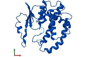 AlphaFold protein structure predicition of Human Recombinant GSTM5 Protein, UniprotID P46439