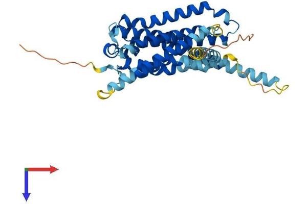 GPR21 Protein (AA 1-349) (His tag)
