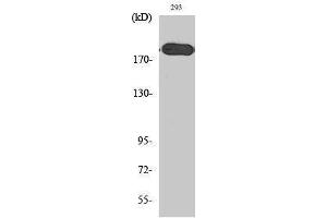 Western Blotting (WB) image for anti-Tuberous Sclerosis 2 (TSC2) (Tyr228) antibody (ABIN3187372) (Tuberin Antikörper  (Tyr228))