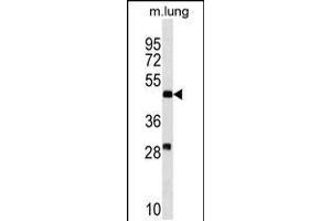 Western blot analysis in mouse lung tissue lysates (35ug/lane). (RNF150 Antikörper  (N-Term))