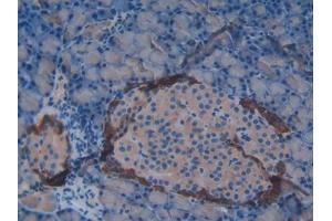IHC-P analysis of Rat Pancreas Tissue, with DAB staining.