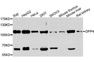 Western blot analysis of extracts of various cell lines, using DPP4 antibody. (DPP4 Antikörper  (AA 29-280))