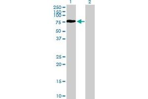 Western Blot analysis of RTN2 expression in transfected 293T cell line by RTN2 MaxPab polyclonal antibody. (Reticulon 2 Antikörper  (AA 1-472))