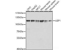 Western blot analysis of extracts of various cell lines using USP1 Polyclonal Antibody at dilution of 1:1000. (USP1 Antikörper)