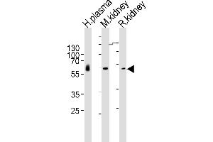 Western blot analysis of lysates from human plasma, mouse kidney, rat kidney tissue lysate (from left to right), using CNDP1 Antibody (Center) (ABIN6243352 and ABIN6577403). (CNDP1 Antikörper  (AA 128-142))
