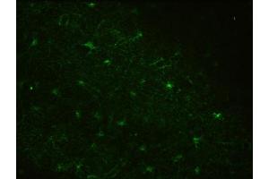 Immunohistochemistry (IHC) staining of Rhesus macaque brain for astrocyte marker Aldh1L1 using Anti-Aldh1L1 Antibody (ABIN1304520) (clone N103/39, 1:3000).