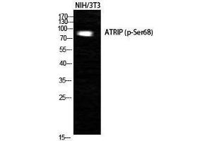 Western Blotting (WB) image for anti-ATR Interacting Protein (ATRIP) (pSer68) antibody (ABIN3173029) (ATRIP Antikörper  (pSer68))
