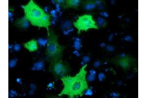 Anti-PIK3AP1 mouse monoclonal antibody (ABIN2453458) immunofluorescent staining of COS7 cells transiently transfected by pCMV6-ENTRY PIK3AP1 (RC214125). (PIK3AP1 Antikörper)