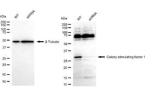 Western blotting analysis using Colony stimulating factor 1 antibody (ABIN7798130). (Rekombinanter M-CSF/CSF1 Antikörper)