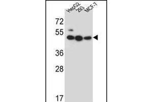 LIPJ Antibody (Center) (ABIN656301 and ABIN2845605) western blot analysis in HepG2,293,MCF-7 cell line lysates (35 μg/lane). (LIPJ Antikörper  (AA 186-215))