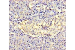 Immunohistochemistry of paraffin-embedded human pancreatic tissue using ABIN7143969 at dilution of 1:100