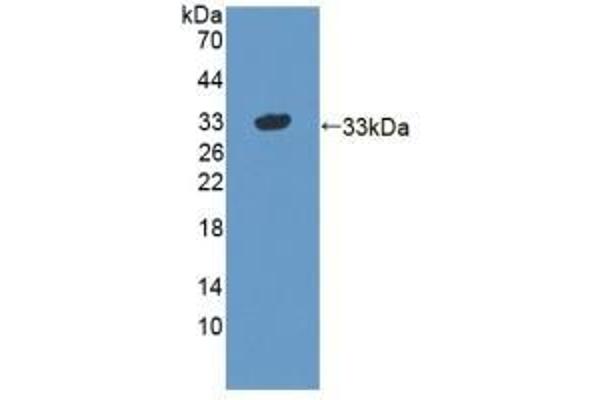 STX1A 抗体  (AA 1-255)