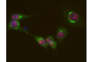 Indirect immunostaining of PFA fixed mouse 3T3 fibroblasts with anti-Sf3a-120 (dilution 1 : 500; red) and rabbit anti-giantin (ABIN1742522, dilution 1 : 500; green). (SF3A1 Antikörper  (AA 1-793))