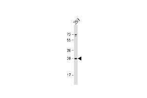 Anti-UNC50 Antibody (N-term) at 1:1000 dilution + 293 whole cell lysate Lysates/proteins at 20 μg per lane. (UNC50 Antikörper  (N-Term))