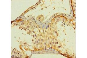 Immunohistochemistry of paraffin-embedded human testis tissue using ABIN7143593 at dilution of 1:100