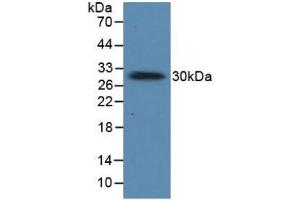 Figure. (Prolactin Antikörper  (AA 29-227))