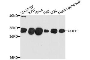Western blot analysis of extracts of various cell lines, using COPE antibody. (COPE Antikörper  (AA 1-308))