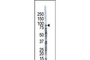Antibody is used in Western blot to detect USP8 in A375 cell lysate. (USP8 Antikörper  (C-Term))