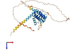 MAGEC2 Protein (AA 1-373) (His tag)