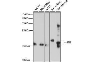 Western blot analysis of extracts of various cell lines, using JTB antibody (ABIN6129044, ABIN6142668, ABIN6142669 and ABIN6214676) at 1:1000 dilution. (JTB Antikörper  (AA 31-105))