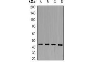 Western blot analysis of SCCA1 expression in Hela (A), HepG2 (B), HEK293T (C), SHSY5Y (D) whole cell lysates. (SERPINB3 Antikörper)