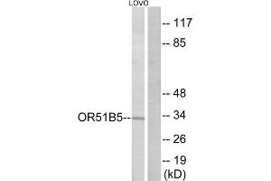 Western blot analysis of extracts from LOVO cells, using OR51B5 antibody. (OR51B5 Antikörper  (Internal Region))