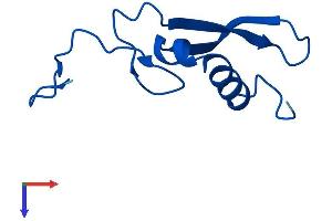 RPS21 Protein (AA 1-83) (Fc Tag)