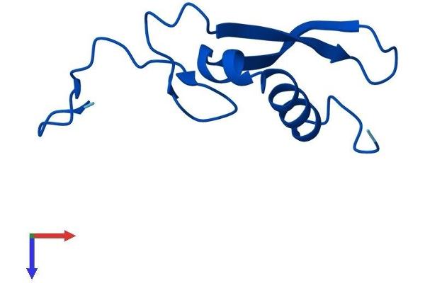 RPS21 Protein (AA 1-83) (Fc Tag)