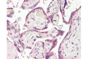 Anti-RNF139 / TRC8 antibody IHC of human placenta. (RNF139 Antikörper  (AA 651-663))