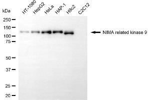 anti-NIMA (Never in Mitosis Gene A)- Related Kinase 9 (NEK9) antibody