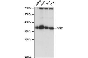 Western blot analysis of extracts of various cell lines, using COQ9 antibody (ABIN7266429) at 1:1000 dilution. (COQ9 Antikörper  (AA 1-318))