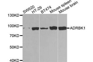 Western blot analysis of extracts of various cell lines, using ADRBK1 antibody. (GRK2 Antikörper)