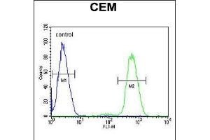 Flow cytometric analysis of CEM cells (right histogram) compared to a negative control cell (left histogram). (NFKBIL1 Antikörper  (AA 256-285))
