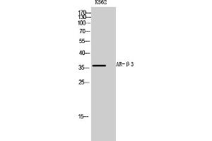 Western Blot analysis of K562 cells using AR-β3 Polyclonal Antibody diluted at 1:1000. (ADRB3 Antikörper  (AA 220-300))