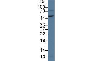 Western Blot; Sample: Rat Testis lysate; Primary Ab: 2µg/ml Rabbit Anti-Human vWA1 Antibody Second Ab: 0. (VWA1 Antikörper  (AA 42-289))