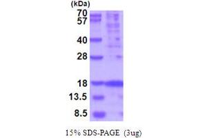 SDS-PAGE (SDS) image for Thymic Stromal Lymphopoietin (TSLP) (AA 29-159) protein (His tag) (ABIN6387542)