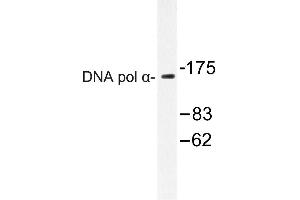 Image no. 1 for anti-DNA Polymerase alpha (POLA1) antibody (ABIN272161) (POLA1 Antikörper)