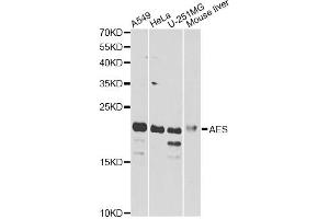 Western blot analysis of extracts of various cell lines, using AES antibody. (AES Antikörper)
