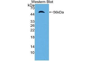 Western Blotting (WB) image for anti-Importin 8 (IPO8) (AA 417-622) antibody (ABIN2119203)