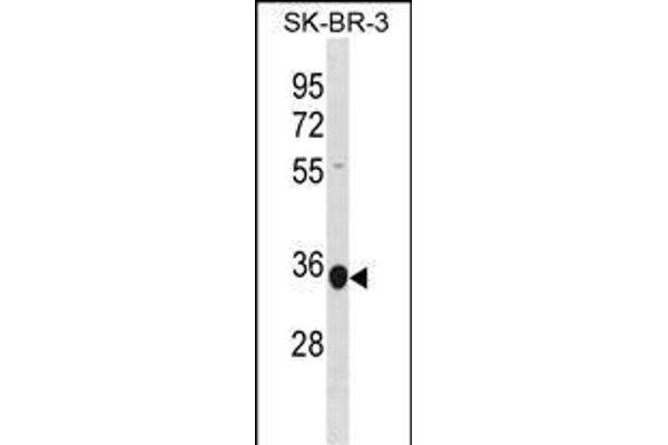 MRPL45 antibody  (C-Term)