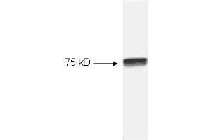 Western blot of HeLa cell extract. (c-Rel Antikörper  (C-Term))