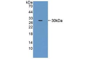 Figure. (eEF1A1 Antikörper  (AA 1-241))