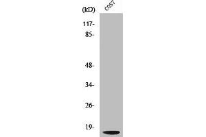 Western Blot analysis of COS7 cells using Cleaved-Cathepsin D LC (G65) Polyclonal Antibody (Cathepsin D Antikörper  (Cleaved-Gly65))