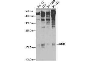 Western blot analysis of extracts of various cell lines, using BTG2/PC3 antibody (ABIN6127511, ABIN6137685, ABIN6137686 and ABIN6225177) at 1:1000 dilution.