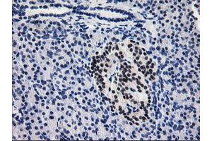 Immunohistochemical staining of paraffin-embedded Human pancreas tissue using anti-PDE4B mouse monoclonal antibody. (PDE4B Antikörper)